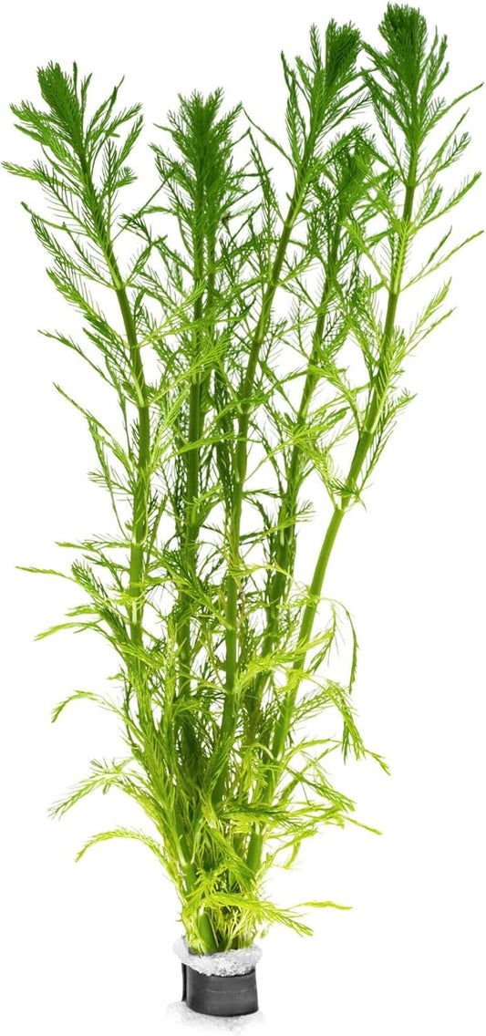 SubstrateSource Live Plants - Parrot’s Feather (Myriophyllum aquaticum) - Moderate to High Light, Bright to Blue-Green, Background Placement, Fine-Textured Aquatic Stem Plant - Lead Bunch, 1 Pack